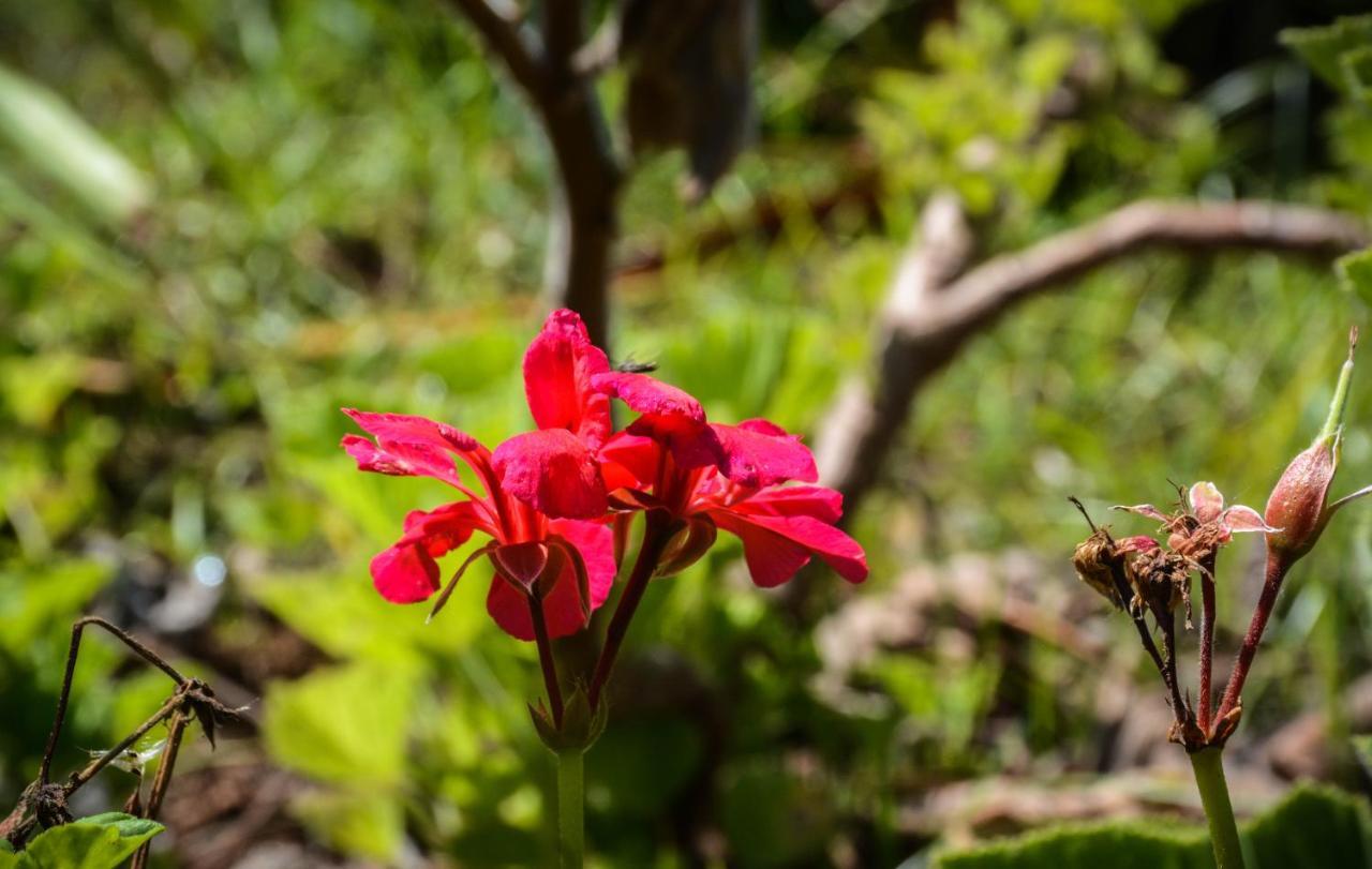 Santa Cruz da GraciosaQuinta Dos Frutos别墅 外观 照片