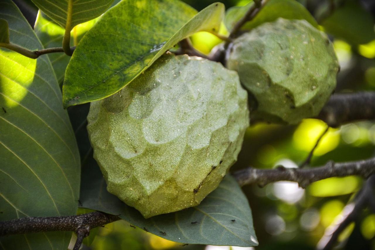 Santa Cruz da GraciosaQuinta Dos Frutos别墅 外观 照片