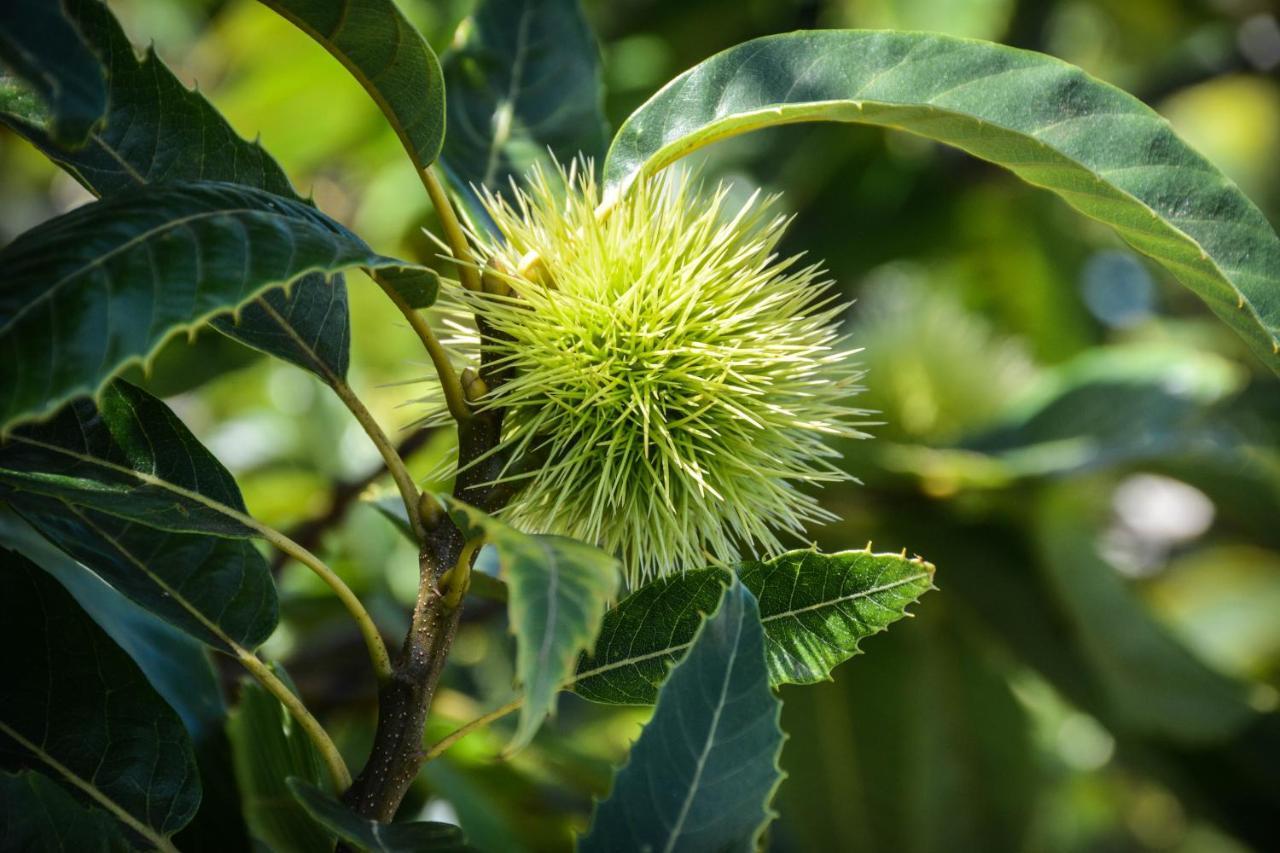 Santa Cruz da GraciosaQuinta Dos Frutos别墅 外观 照片
