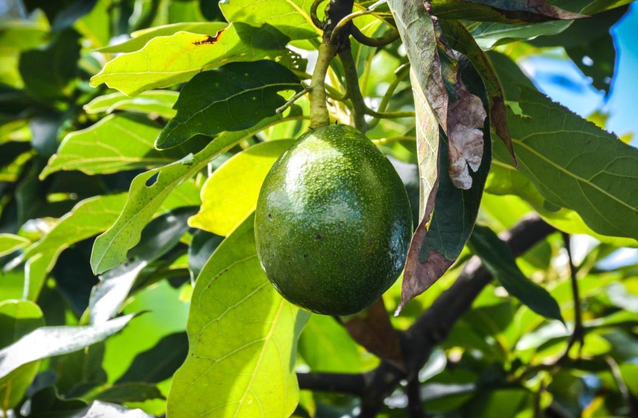 Santa Cruz da GraciosaQuinta Dos Frutos别墅 外观 照片