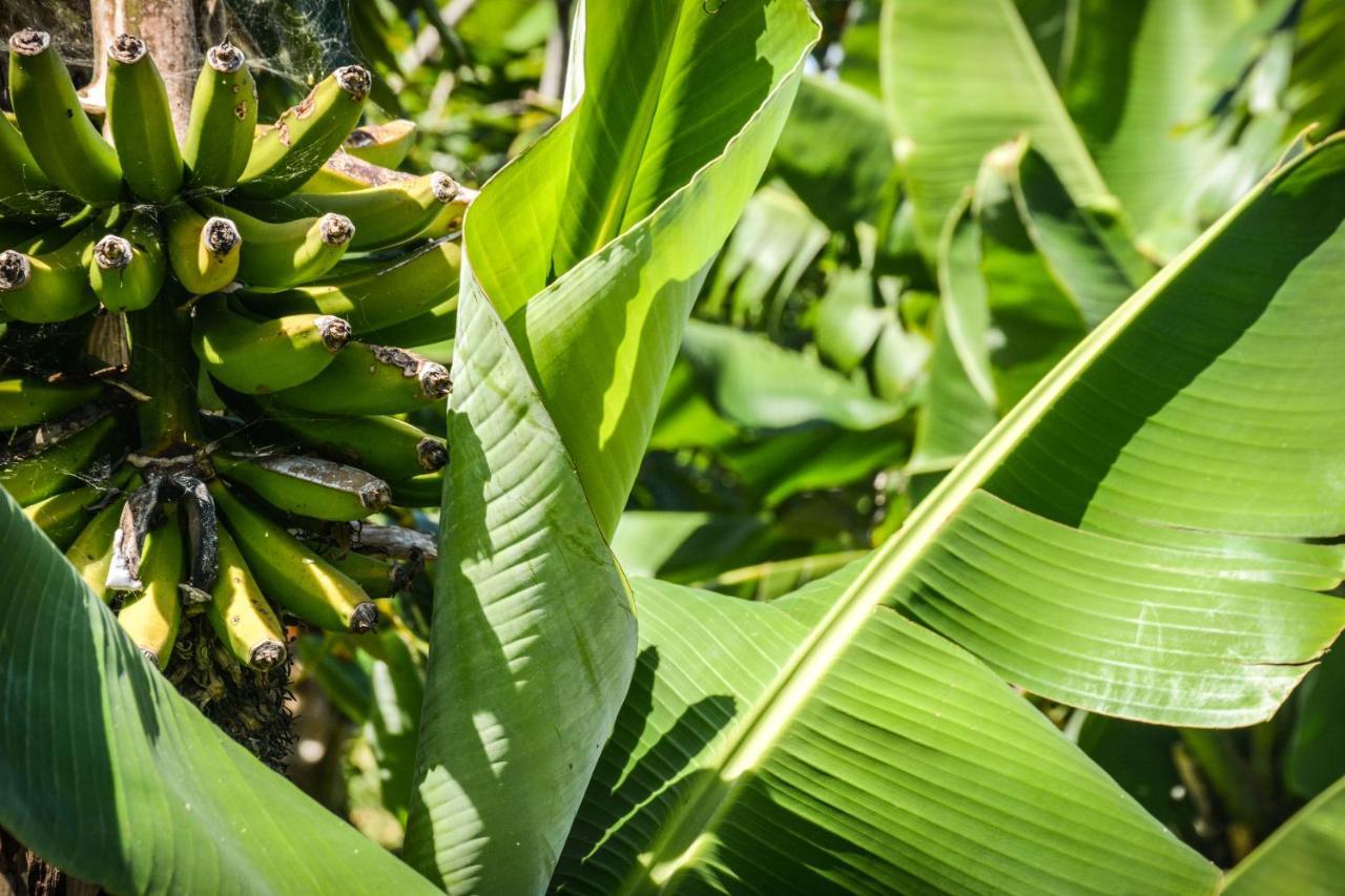 Santa Cruz da GraciosaQuinta Dos Frutos别墅 外观 照片