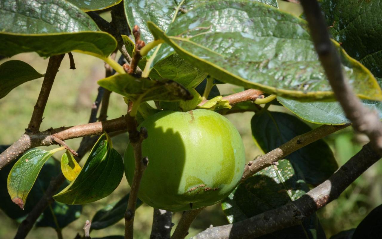 Santa Cruz da GraciosaQuinta Dos Frutos别墅 外观 照片
