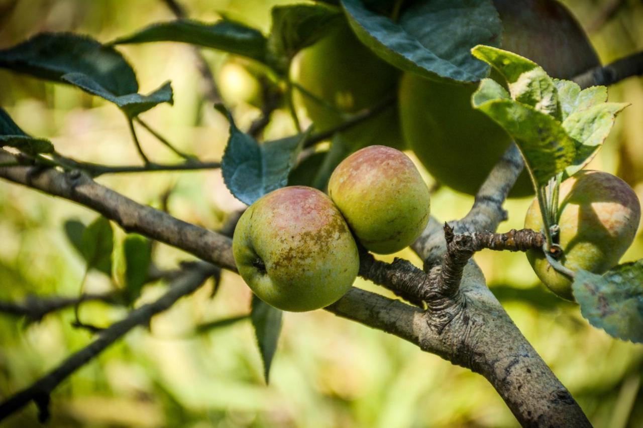 Santa Cruz da GraciosaQuinta Dos Frutos别墅 外观 照片